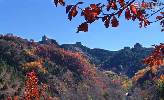 走進金山嶺 感受長城最美秋色