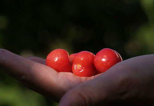 櫻桃紅了 探尋京郊櫻桃采摘好去處 櫻桃紅了 探尋京郊櫻桃采摘好去處